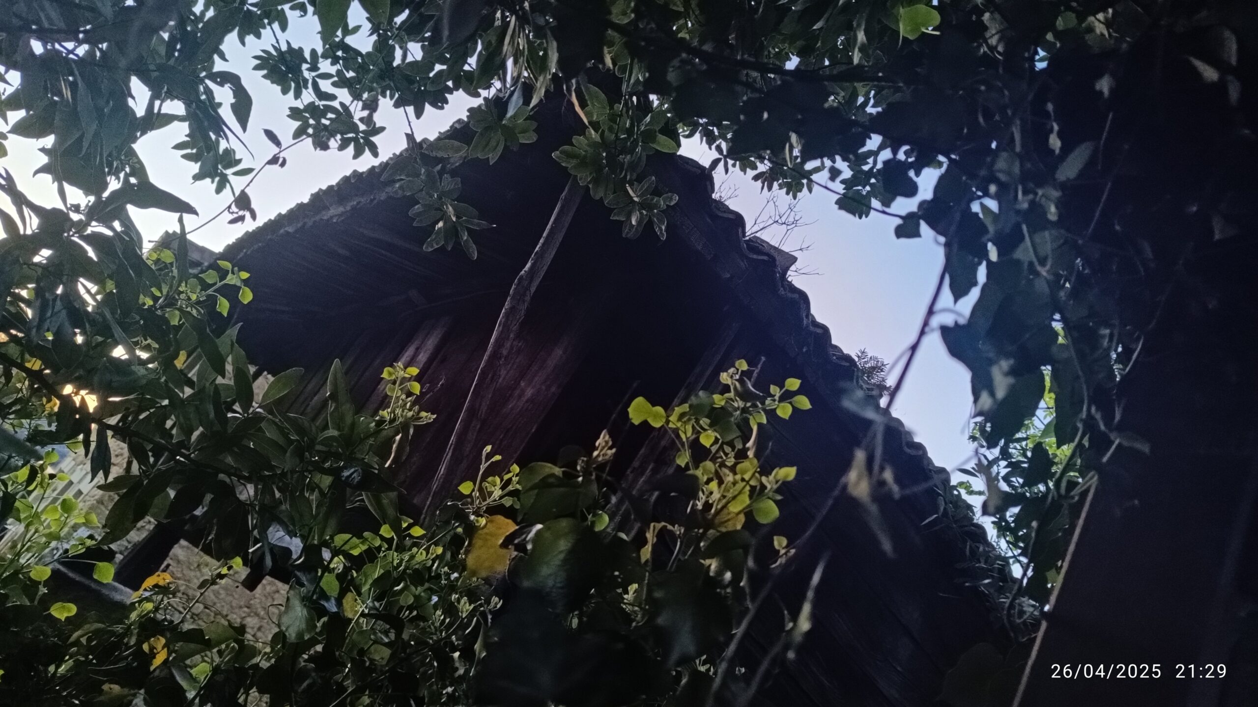 semeya-4-horru.Lliceñes-Siero-26.04.2025