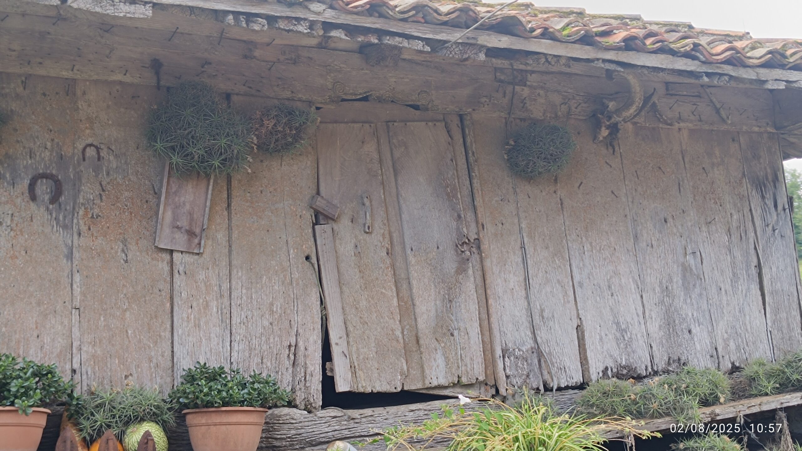 semeya-02.08.2025-6-horru.02.Turancias-Llanes-