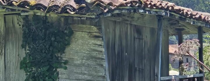 semeya-08.08.2025-3-horru.01.Vega-Ribeseya-