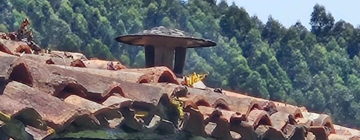 semeya-08.08.2025-5-horru.01.Vega-Ribeseya-