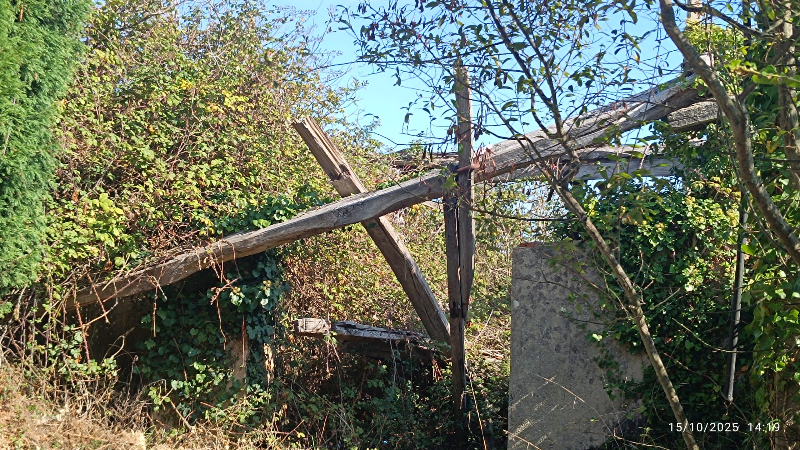 semeya-15.10.2025-2-panera.04.Montoril-SamartíndePodes-Gozón-