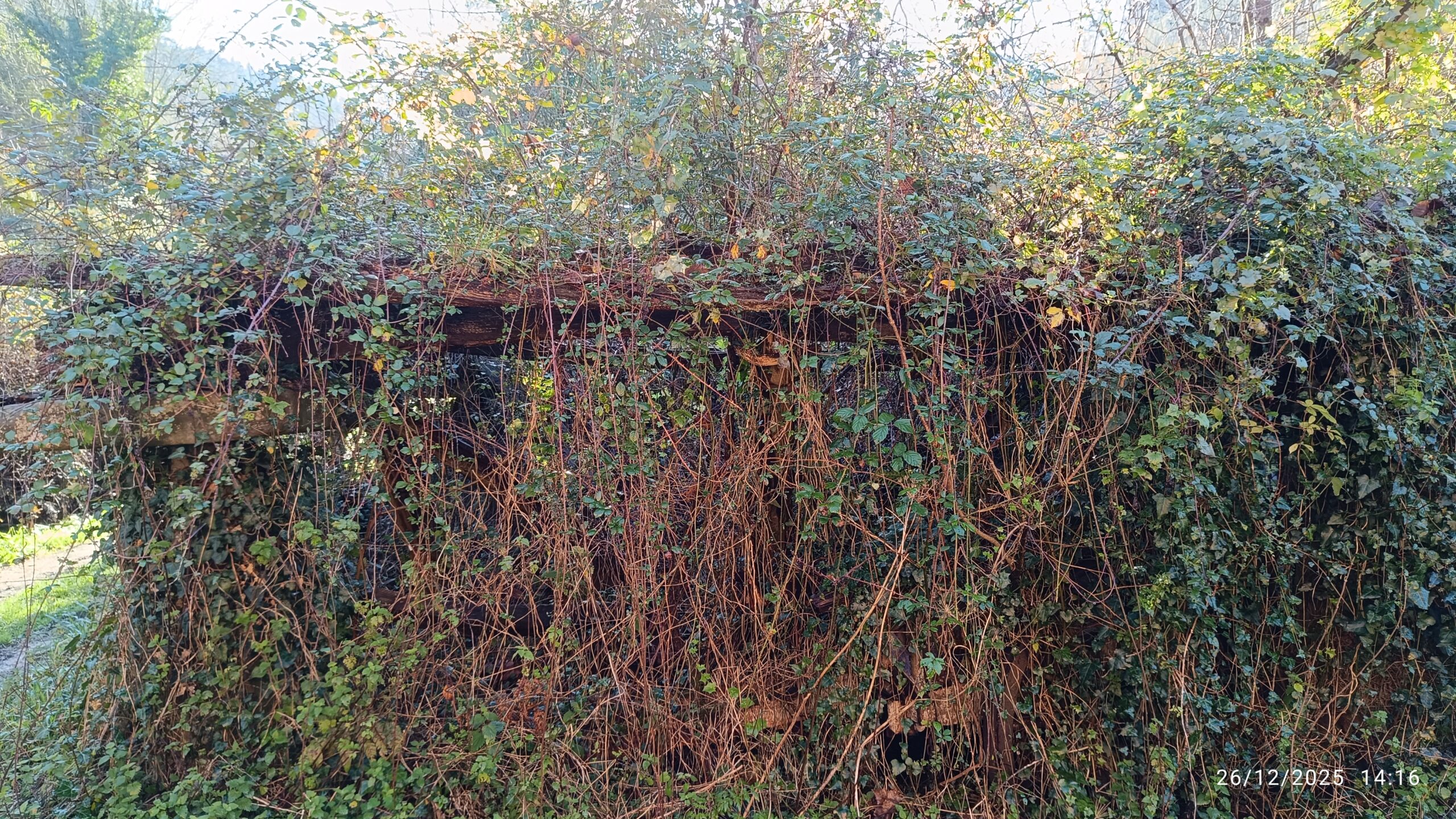 semeya-26.12.2025-5-horru.01.LaGüelga-Rozaes-Villaviciosa-