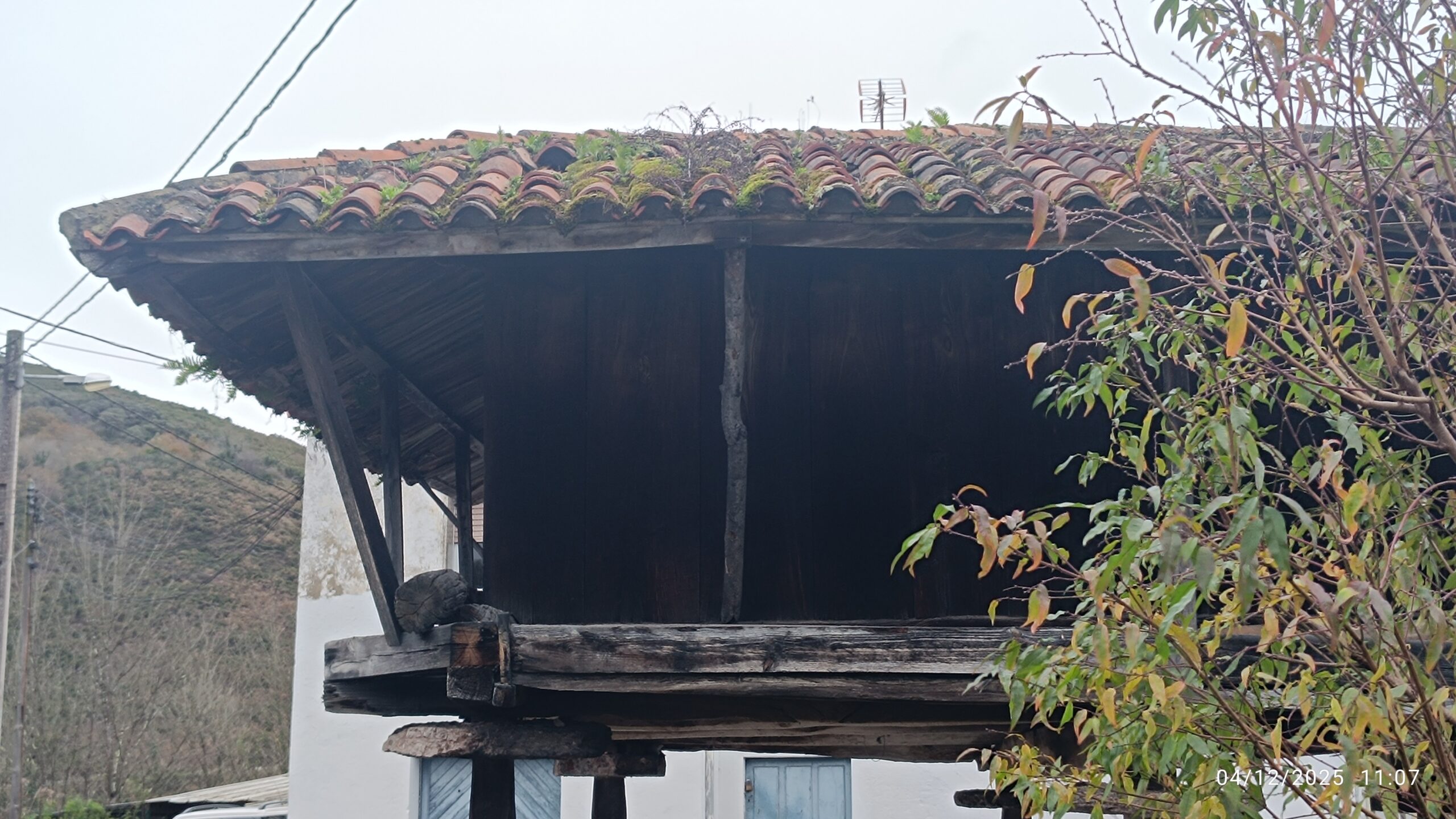 semeya-04.12.2025-5-panera.Bisueña-Caces-Uviéu-